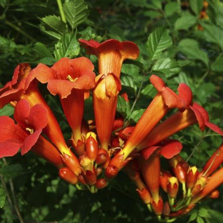 How to Grow a Trumpet Vine Hedge | Home Guides | SF Gate