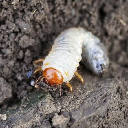 Damage From the Scarab Beetle Grub in a Vegetable Garden | Home Guides ...