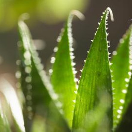 Inner Leaf vs. Whole Leaf Aloe Vera Gel | Healthy Eating ...