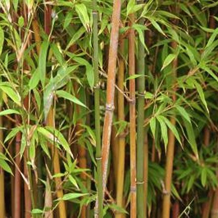 How to Grow Bamboo Cuttings | Home Guides | SF Gate