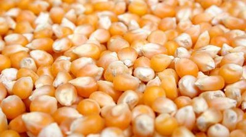 <p>Cooking whole kernel popcorn is the best way to snack on this healthy treat.</p>