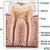 Difference Between Periodontist & Endodontist