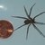 Identifying a Brown Recluse Bite