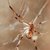 Brown Widow Spider Bite Symptoms