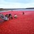 Cranberries & Weight Loss