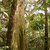 Hawaiian Rainforests & Skin Rashes