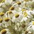Side Effects & Benefits of Chamomile Tea