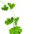 Health Benefits of Plain Italian Parsley