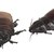 Signs of Cockroaches