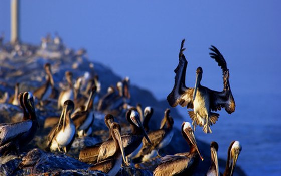 Pelican lighting on ledge