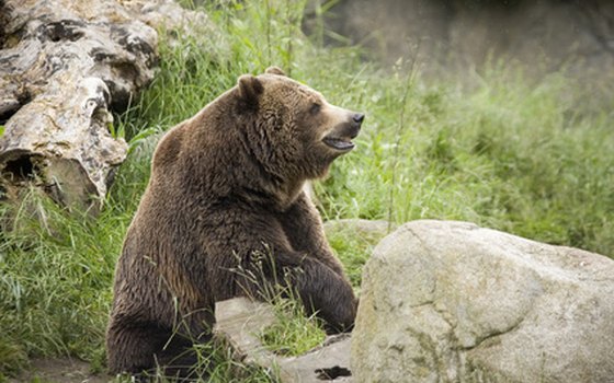 Grizzly bear on top of mountain rock