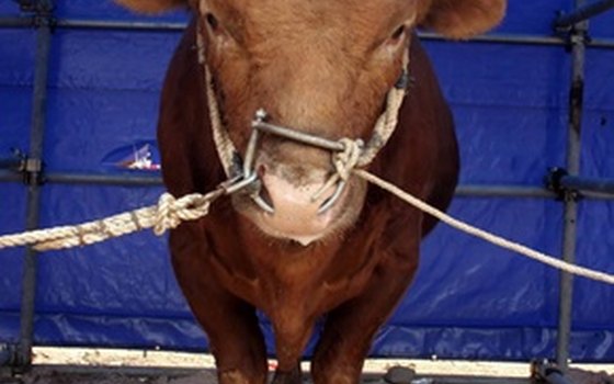 Mompox's annual bull runs are a true local experience.