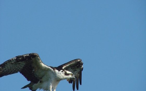 Ospreys are a common sight on the Eastern Shore.