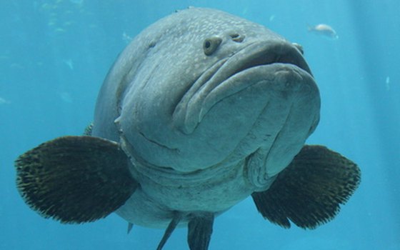 Try a fried grouper sandwich if you can't catch one.