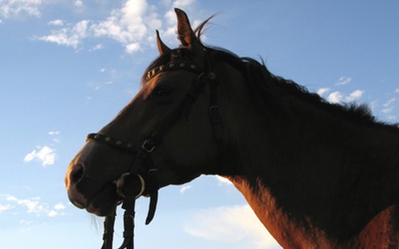 Campers can rent horses to ride at FDR State Park.