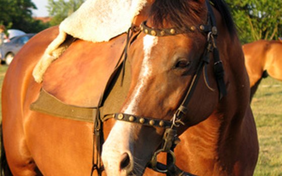 You can horseback ride in the area.