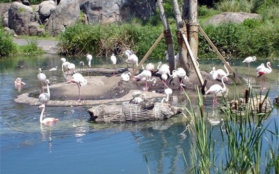 Matagorda Island offers an abundance of birdwatching.