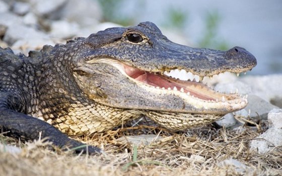 Alligators live in Mississippi bayous and marshes but typically avoid people.