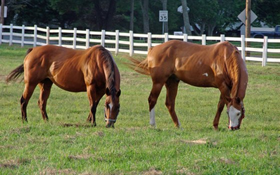 Horse farms add to the scenic vistas on a Kentucky train ride.