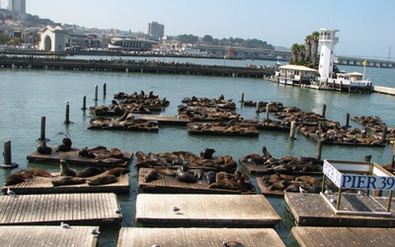 Sea lions are among the regular visitors to Pier 39.