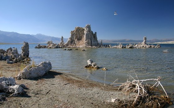 The Lake Mead Recreation Area has a diverse ecology.