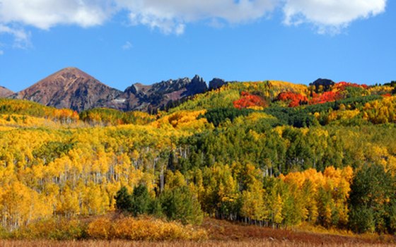 Aspen trees in the fall