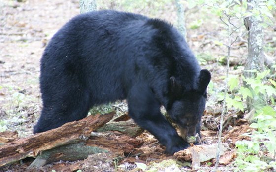 Black bears are shy but can attack if approached.
