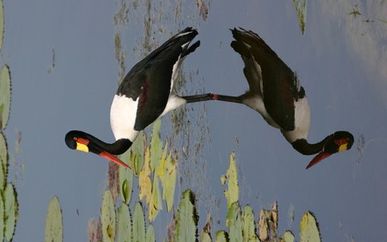 Enjoy the wildlife while camping at Moss Park.