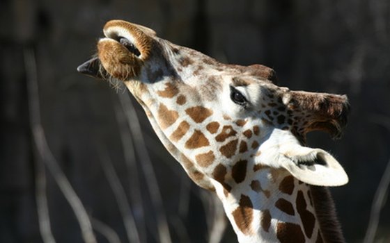 Feed giraffes at Parc Safari.