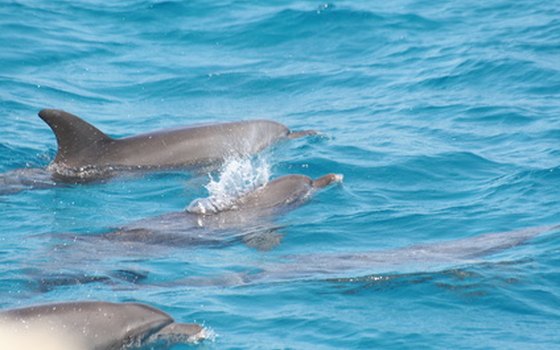 Dolphins are common in the waterways around Gulf Shores.