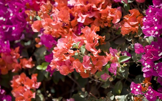 Africa is breathtaking during the botanical seasons.