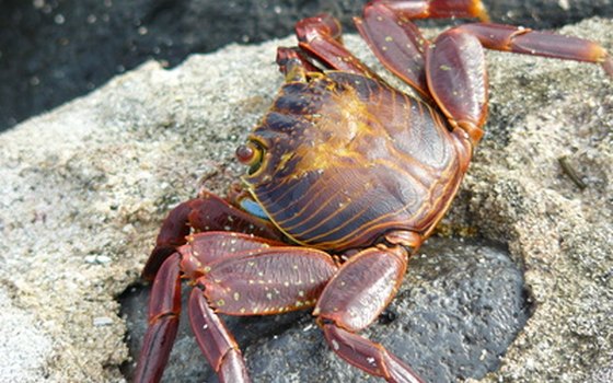 Educationally-oriented tours of Easter Island and the Galapagos often focus on wildlife.