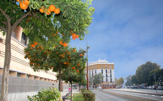 The streets of Seville are lined with orange trees