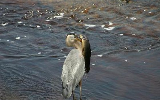 Watch for herons on a Niagara River ecological boat tour.