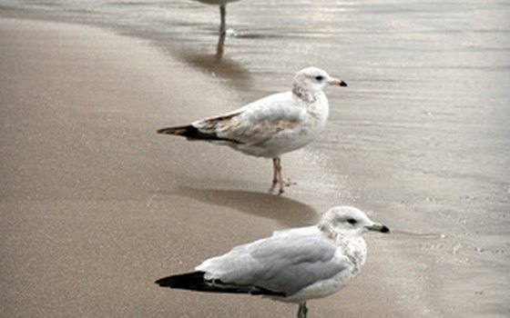 No camping is available directly on the beach.