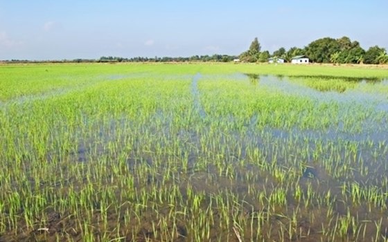 Rice growing in eastern China.