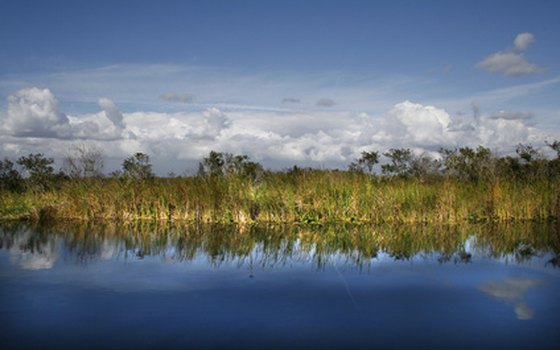 Stately palms are reflected in the waters of the Everglades.