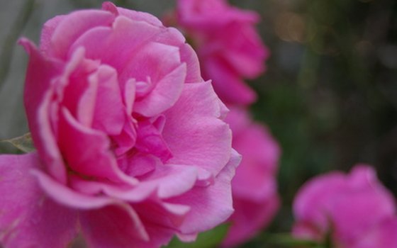 The climate in Arkansas is well-suited for rose gardening.