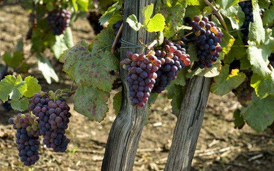 In the fall, locals celebrate the harvest season and the new wines.