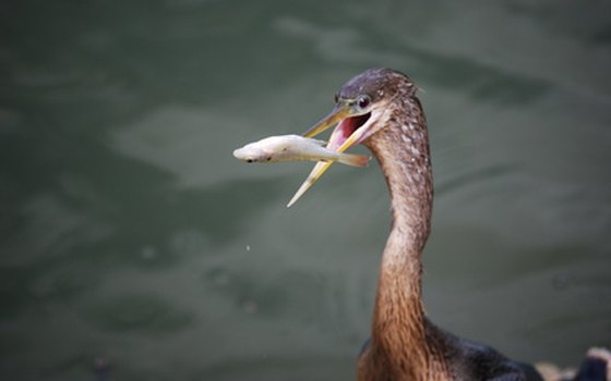 A wading bird gets ready to enjoy the catch of the day.