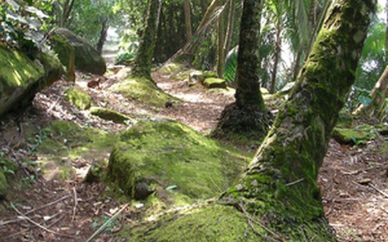 Primeval forests with heavy rainfall create lush undergrowth