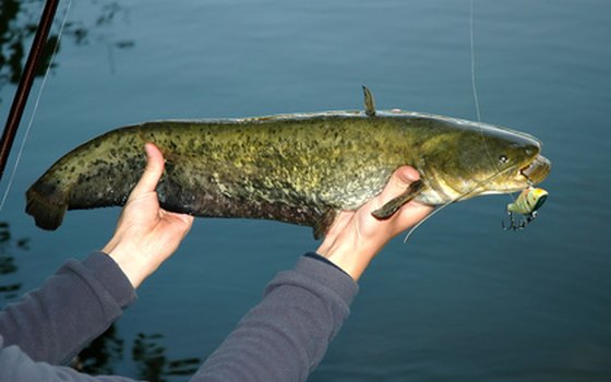 Anglers catch catfish on the Mississippi River near Memphis.