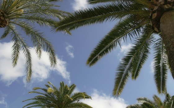 Palm trees provide shade in the Southern California desert.