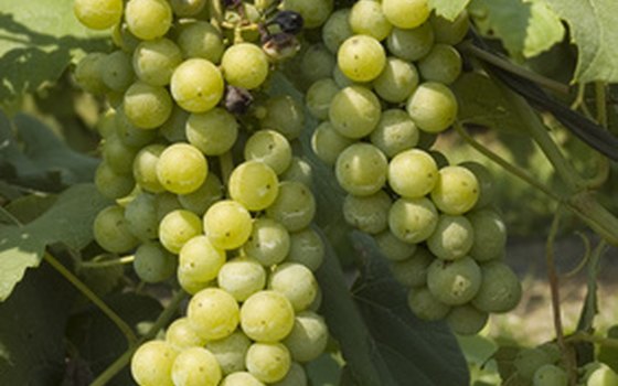 Wine grape production is an agricultural science called viticulture.