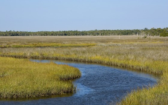 Visit the native landscape of Florida.