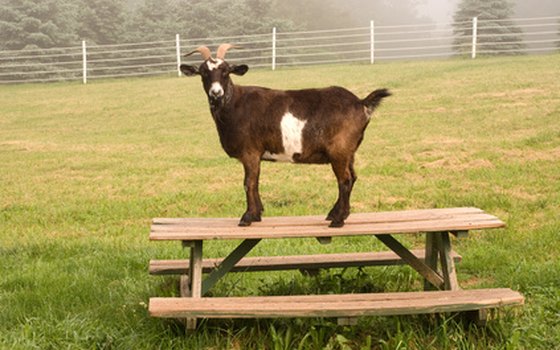 Picnic tables are available in each campground; goats not included.