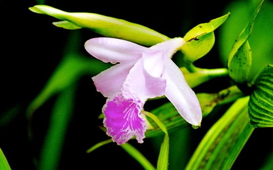 About 4,500 species of orchids grow in the Amazon rain forest in Ecuador.