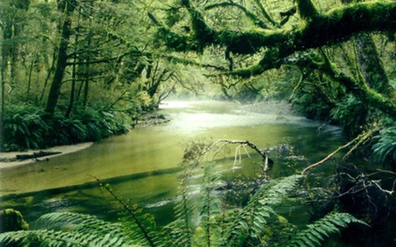 Tributaries run throughout the Amazon basin.