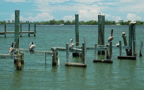 If you fish from a pier, you'll see pelicans waiting for their fish dinner.