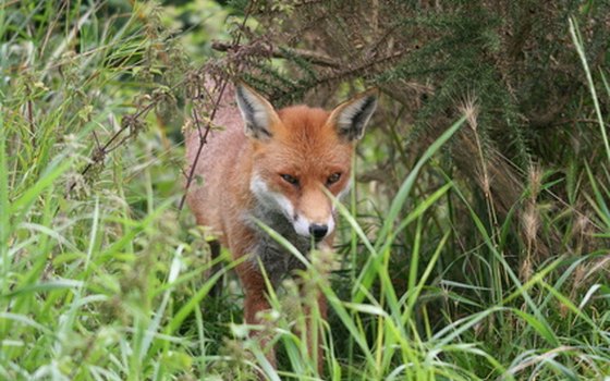 Fox hunting is a still a popular sport in many parts of the state.